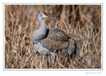 sandhill crane 3 copy.jpg